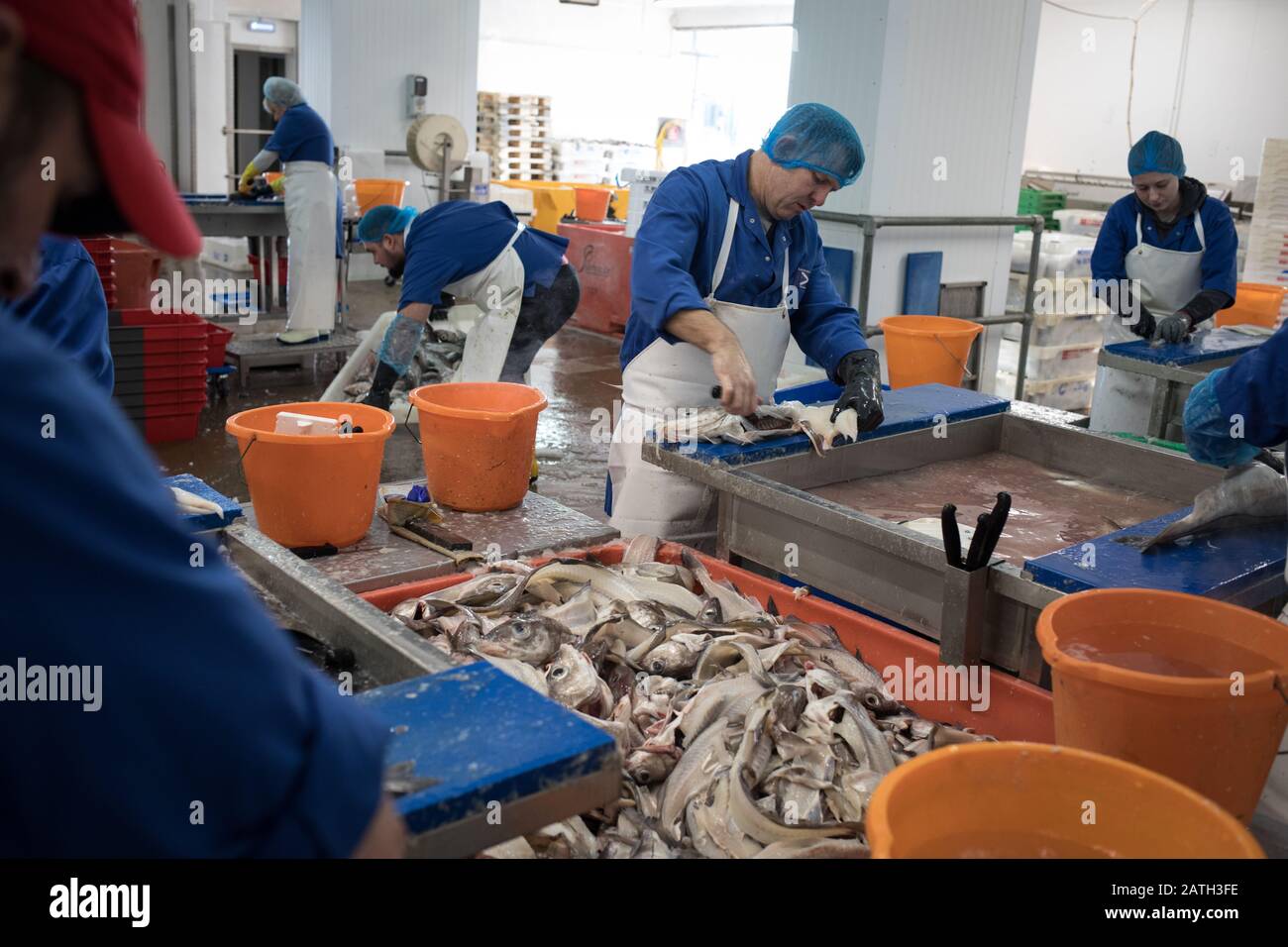 British Sea Fish High Resolution Stock Photography and Images Alamy