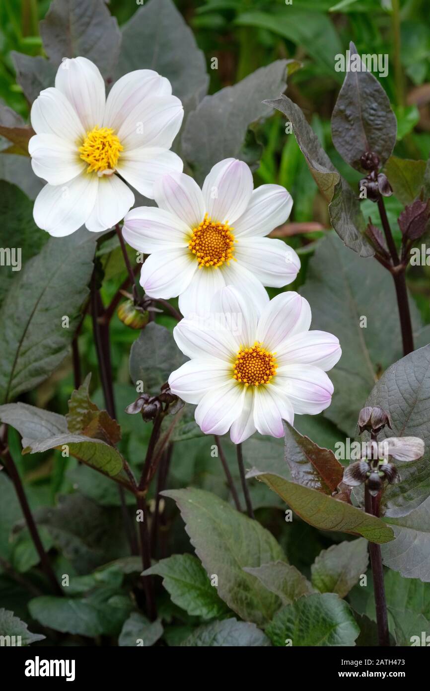 White flowers of Dahlia 'Bishop of Dover' Stock Photo