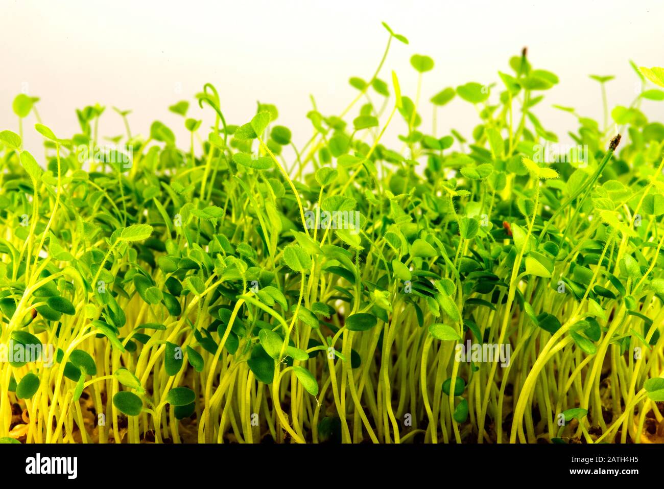 red clover, young shoots in a closeup Stock Photo
