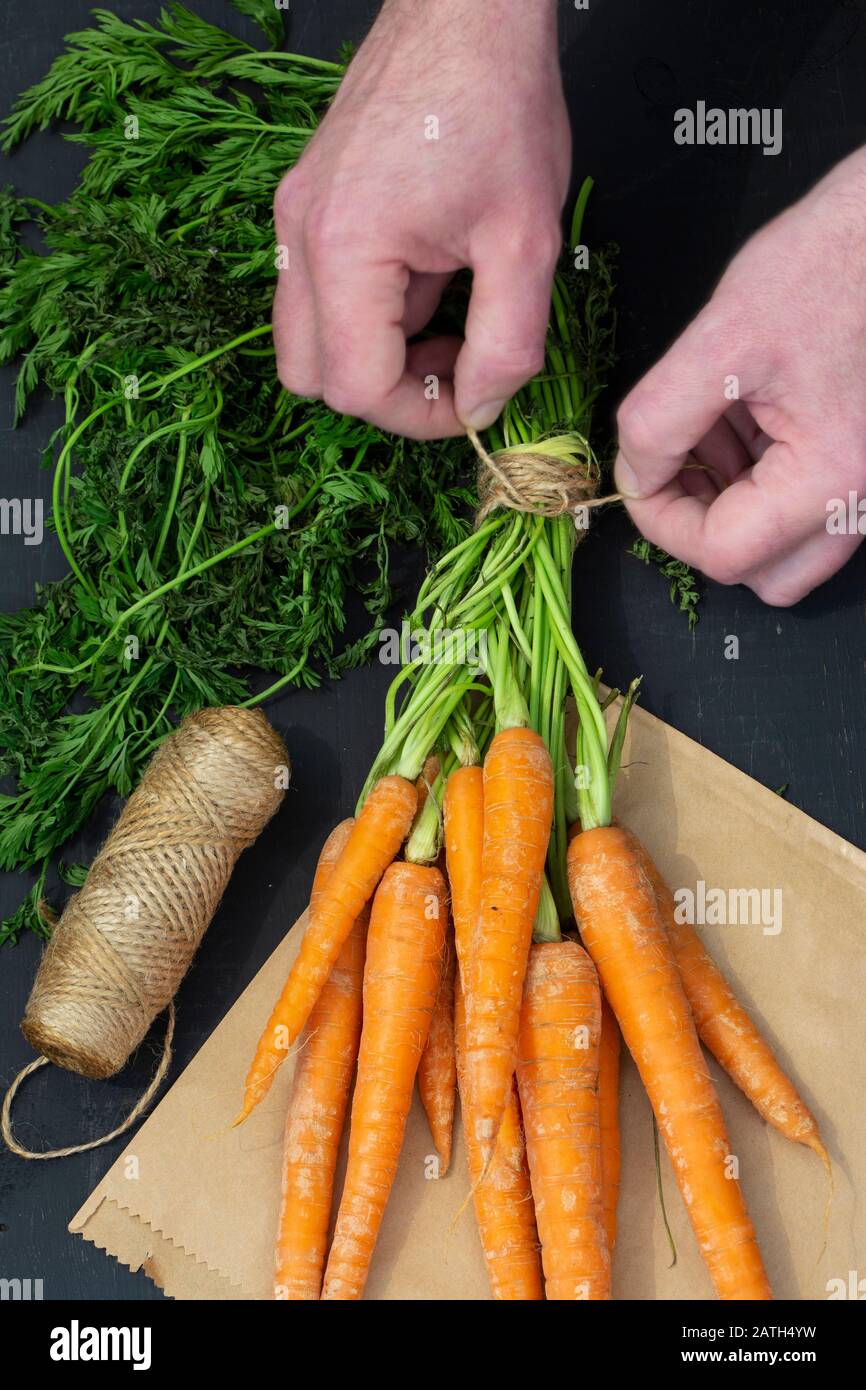 Man tying a bundle of carrots with garden string on a brown paper bag. Black wood background Stock Photo