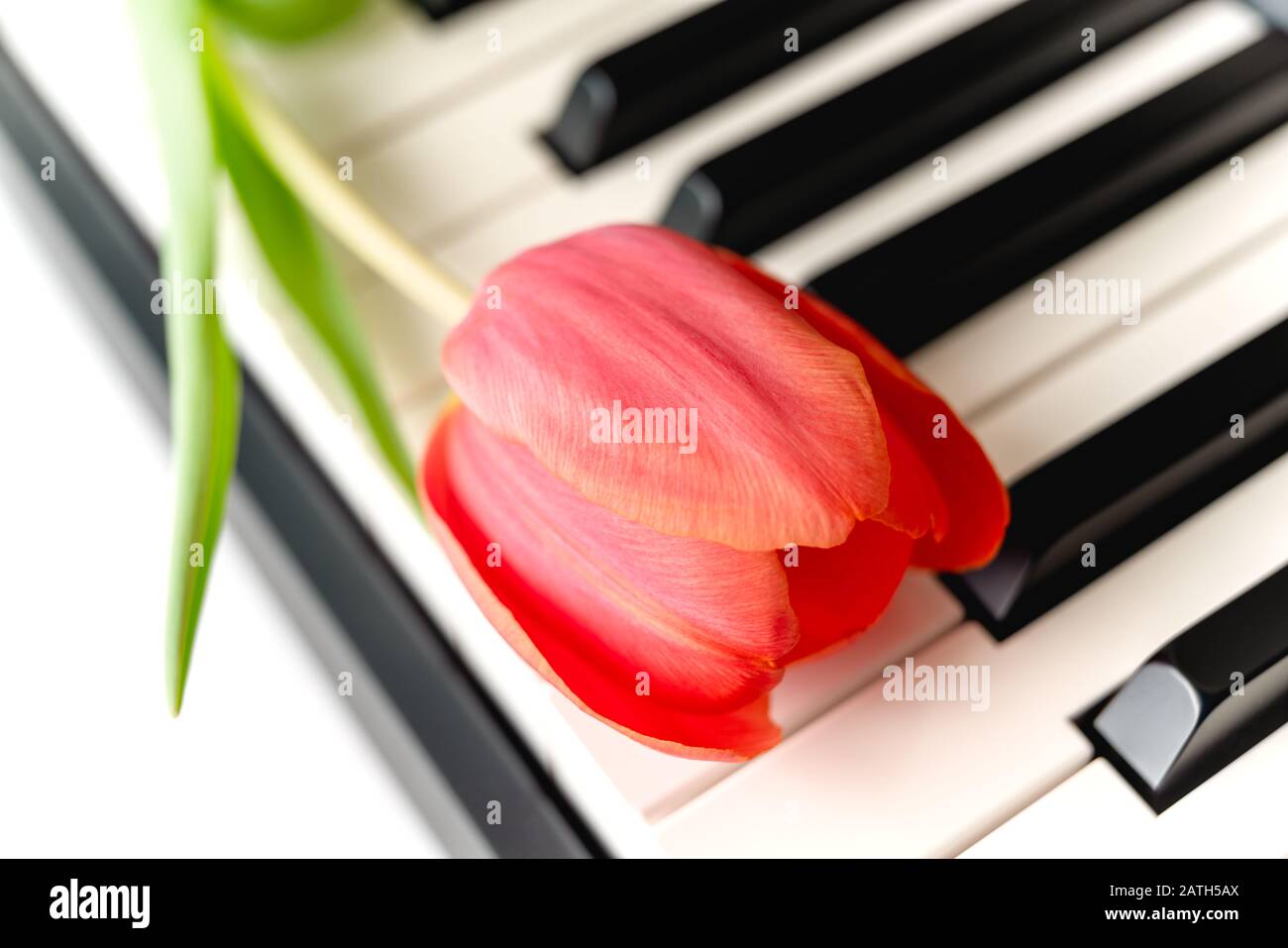 Red tulip close upon a piano keyboard Stock Photo