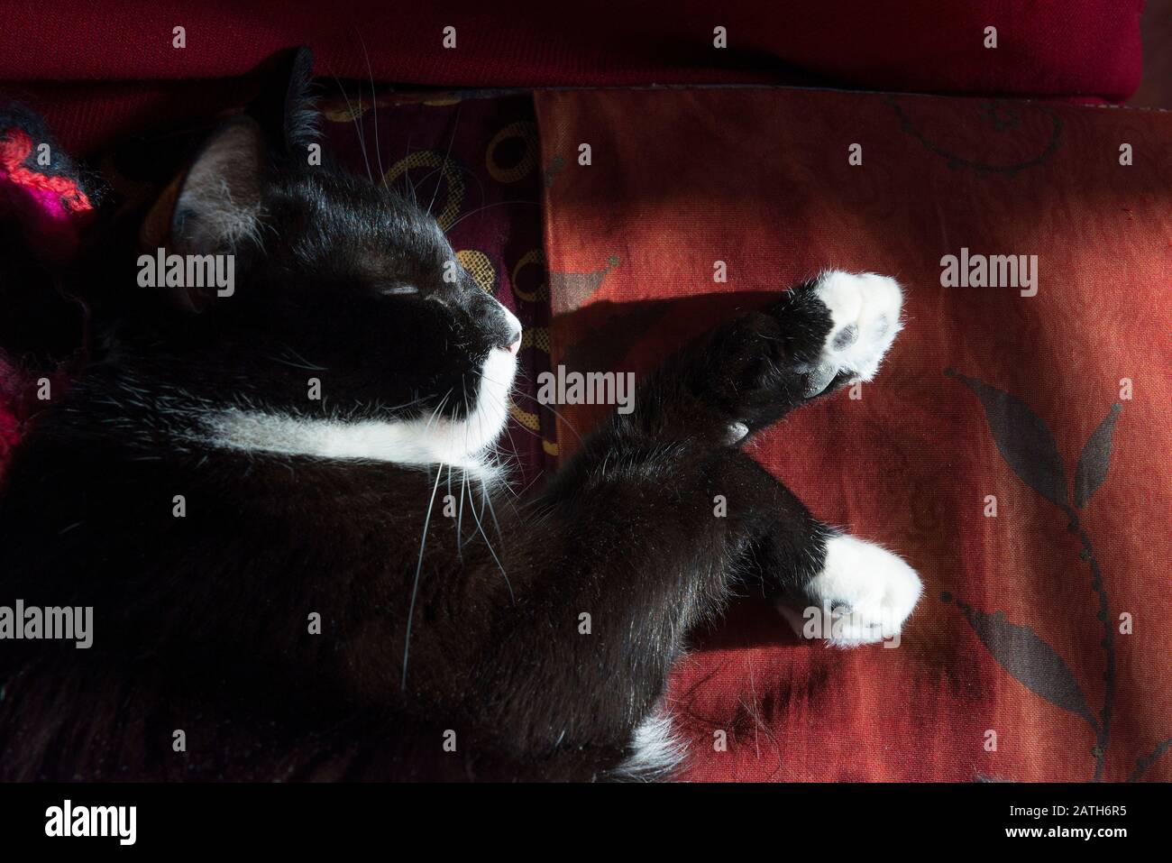 Chat Noir Et Blanc High Resolution Stock Photography And Images Alamy