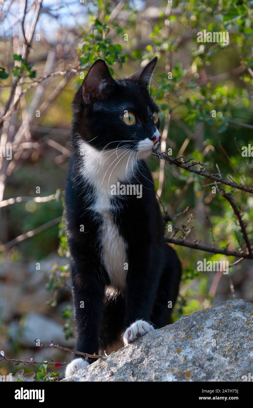 Un chaton noir et blanc assis. A black and white kitten sitting. Stock Photo