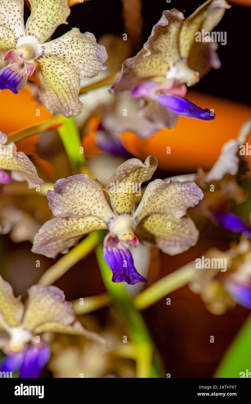 Colorful Exotic Orchid. Close-up of creamy white with yellow tint and purple dots petals orchid with purple lip, on blurry background. Stock Photo