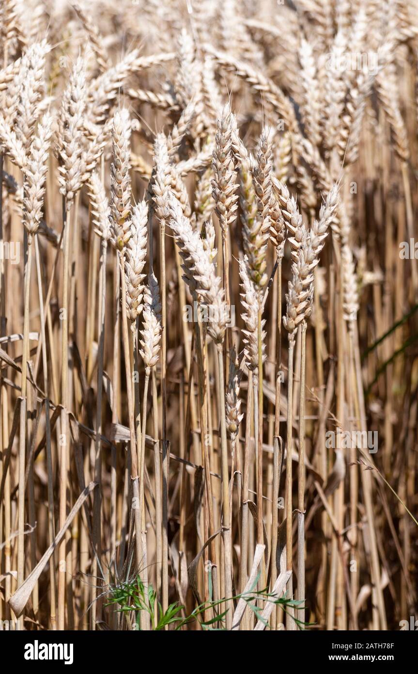 Recolte de cereales hi-res stock photography and images - Alamy