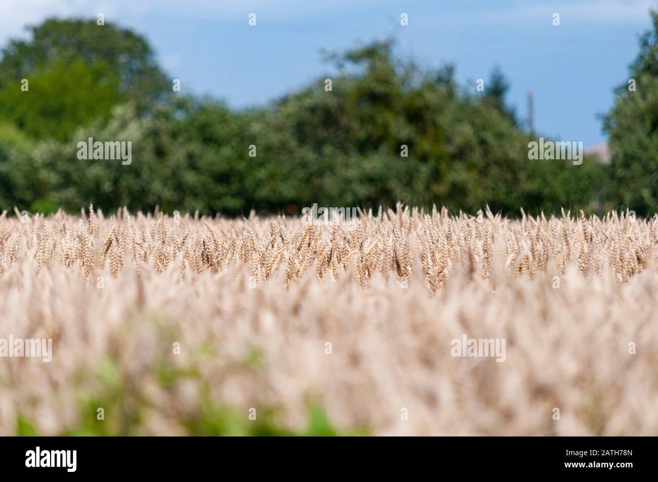 Cereales hi-res stock photography and images - Alamy