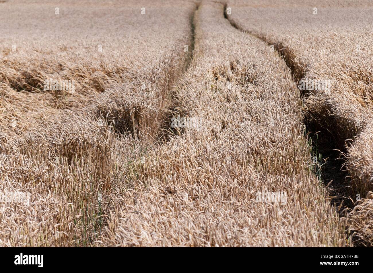 France Champs De Ble De Cereales Mur Wheat Fields Ripe Cereals Stock Photo Alamy