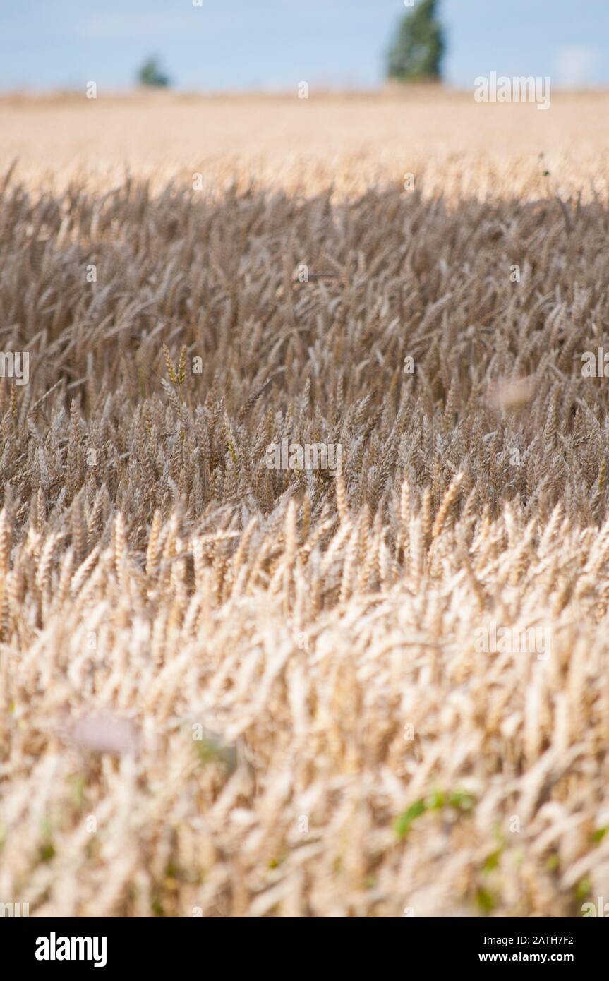 Recolte de cereales hi-res stock photography and images - Alamy