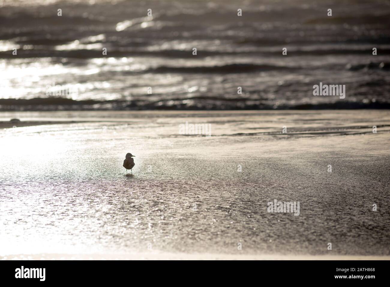 Une Mouette Sur Une Plage De Sable Cherche Des Coquillage A Maree Basse A Seagull On A Sandy Beach Searches For Seashells At Low Tide Stock Photo Alamy