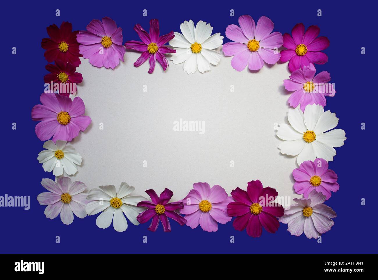 Blue cosmos isolated flower hi-res stock photography and images - Alamy