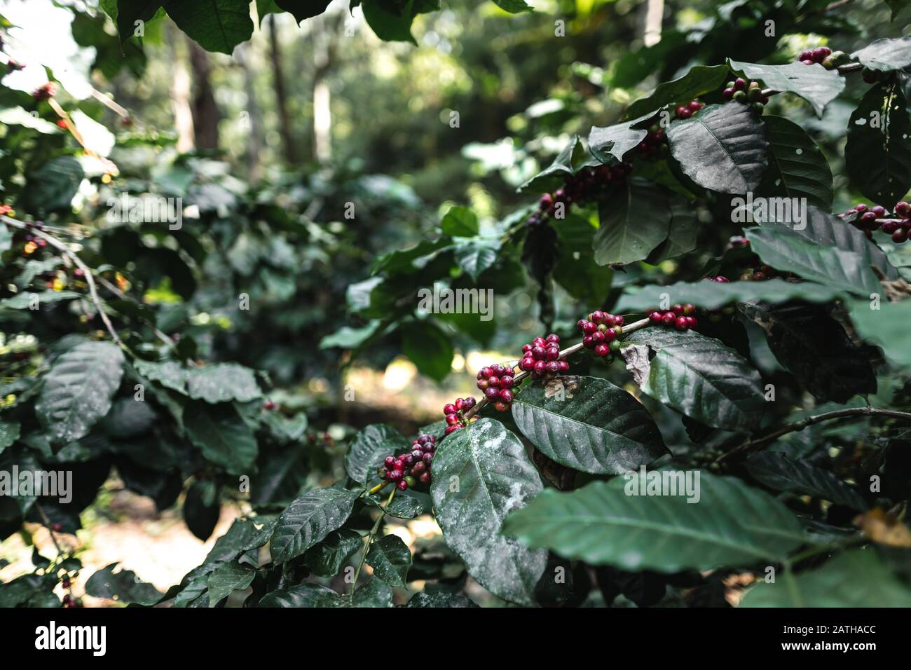 Red cherry coffee beans in the garden And natural dark coffee tree
