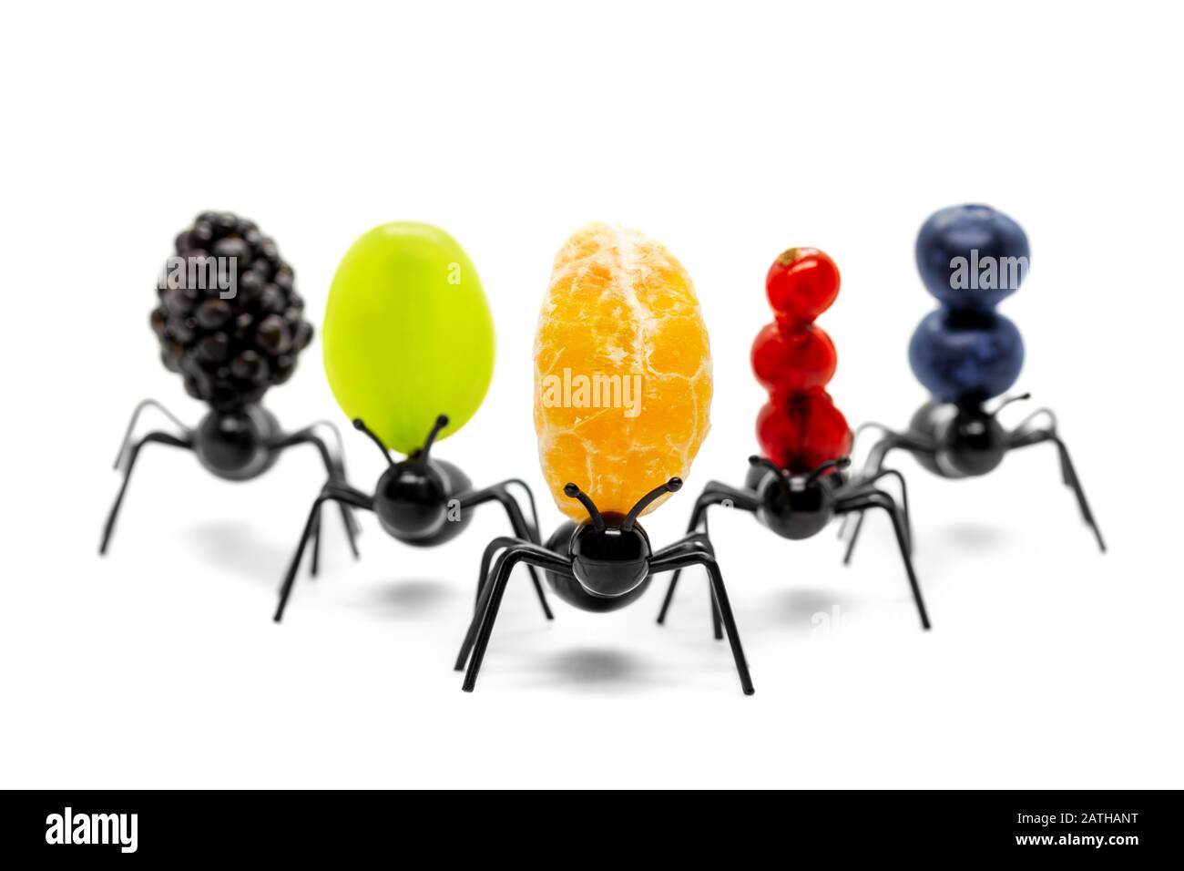 Ants carrying fruits, concept conveyance, vision of robotic industry, isolated on white Stock Photo