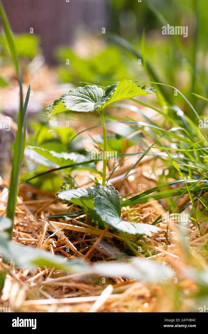 Strawberry seedling plant with straw in the sunlight Stock Photo Alamy
