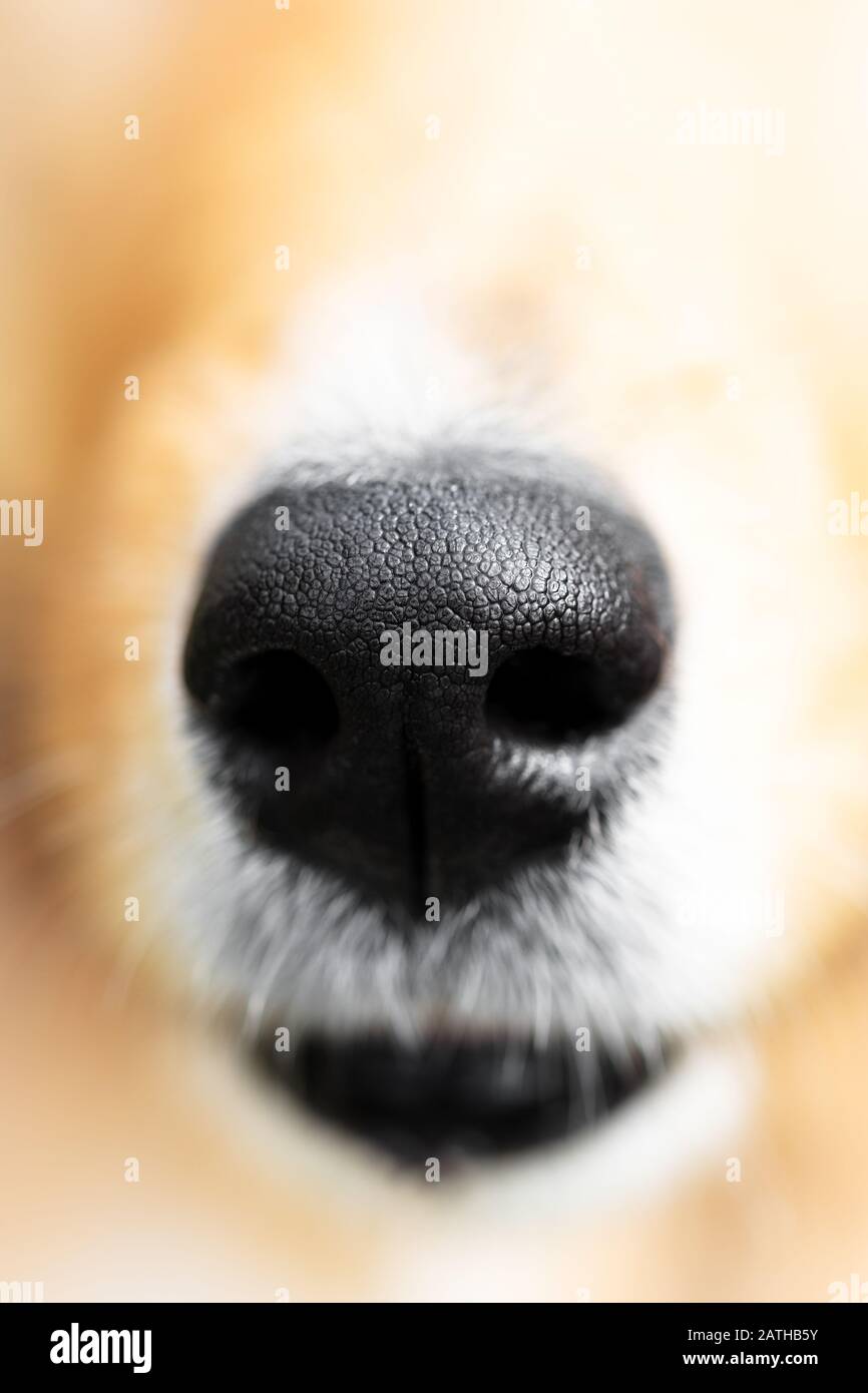 closeup of a cute black wet dog nose Stock Photo