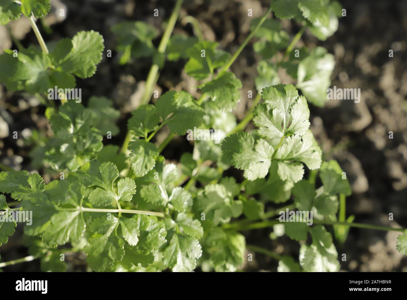 Coriander a typical Asian herb with a special taste, used in many dishes Stock Photo Alamy