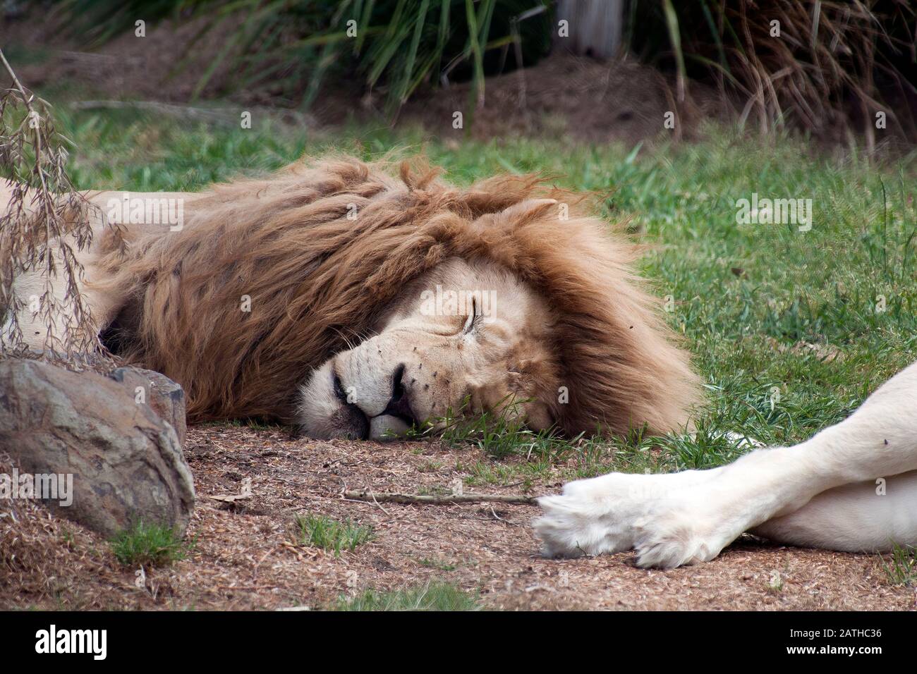 Mogo Australia, male tawny south african lion sleeping in clearing Stock Photo