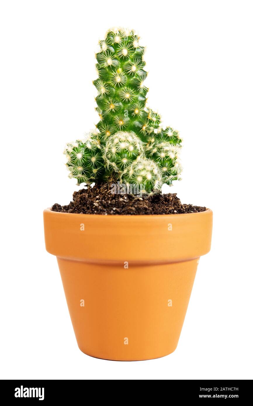 Miniature potted cactus Mammillaria elongata or gold lace cactus isolated on white background, home plant Stock Photo