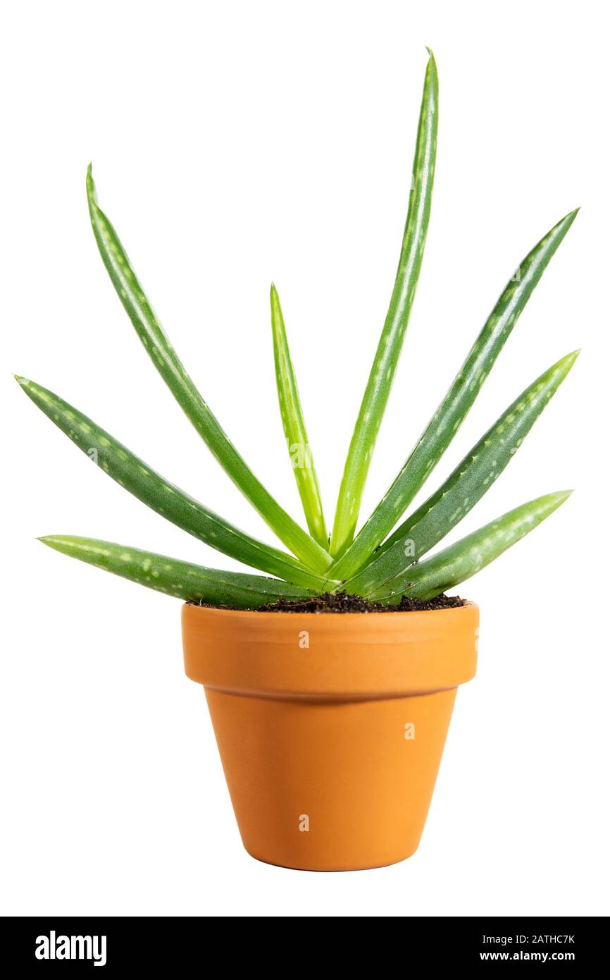 Miniature potted Aloe Vera isolated on white background, healing plant Stock Photo