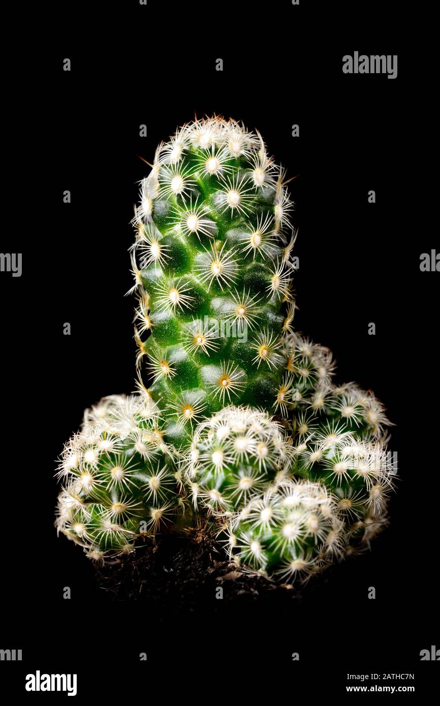 Cactus Mammillaria elongata or gold lace cactus in front of black background, desert plant Stock Photo