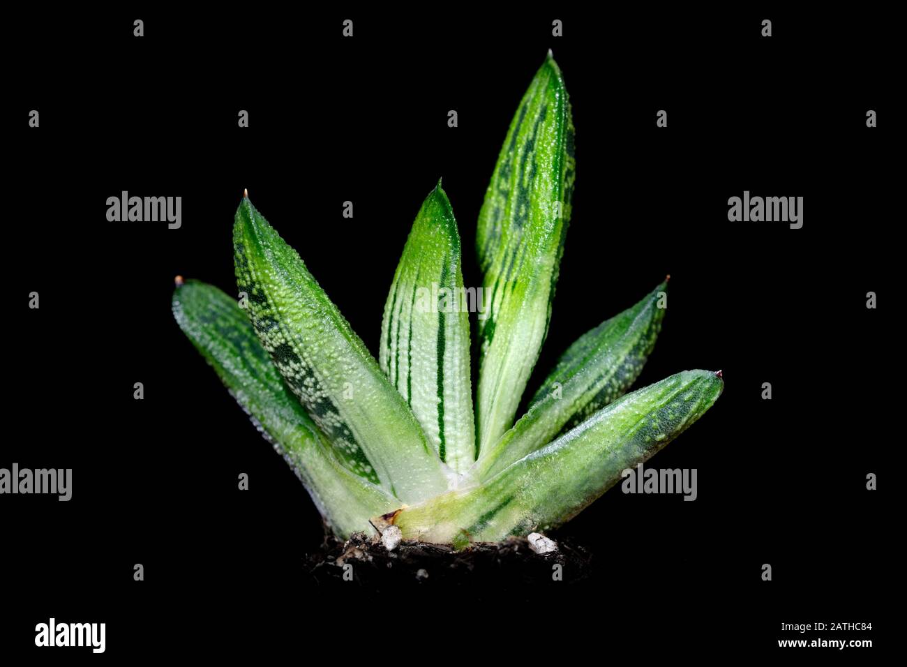 Succulent gasteria, stonecrops or Crassulaceae in front of black background, desert plant Stock Photo