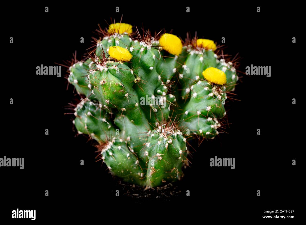 Cactus Cereus Peruvianus Monstrosus in front of black background, yellow blossoms Stock Photo