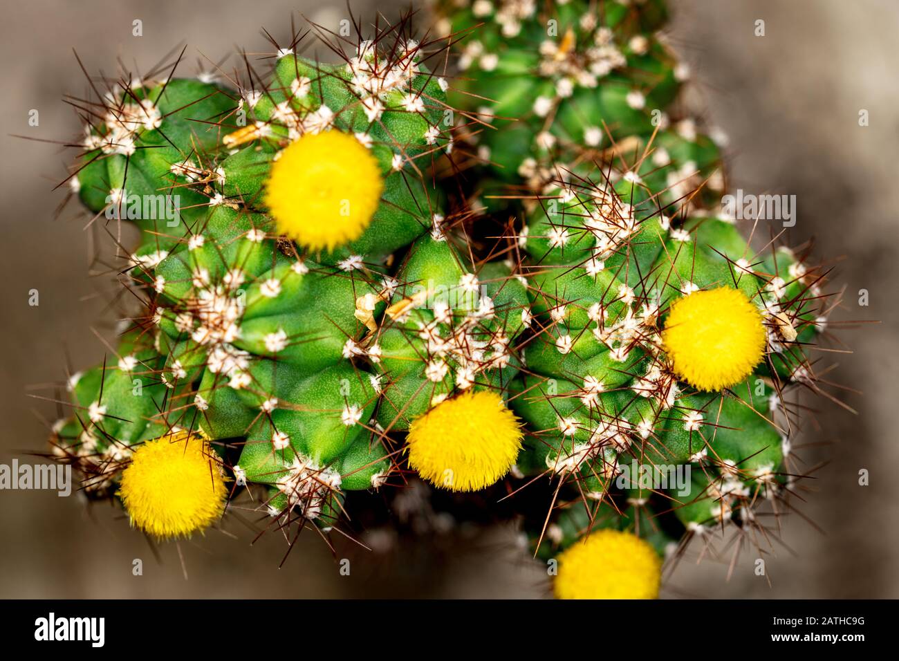 Topview of cactus Cereus Peruvianus Monstrosus with yellow blossoms, closeup, brown background Stock Photo