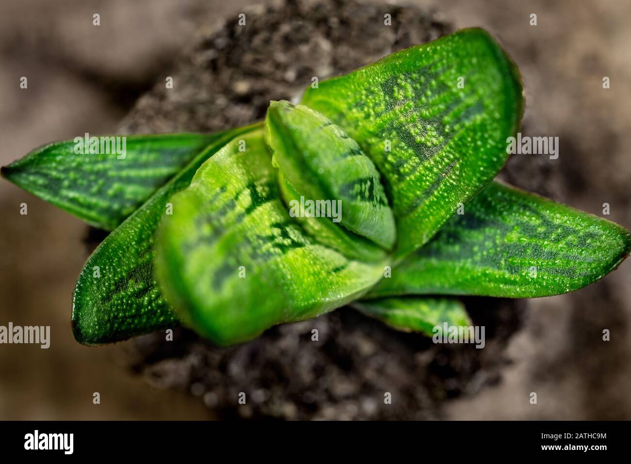 Topview of succulent gasteria, stonecrops or Crassulaceae, closeup, brown background Stock Photo