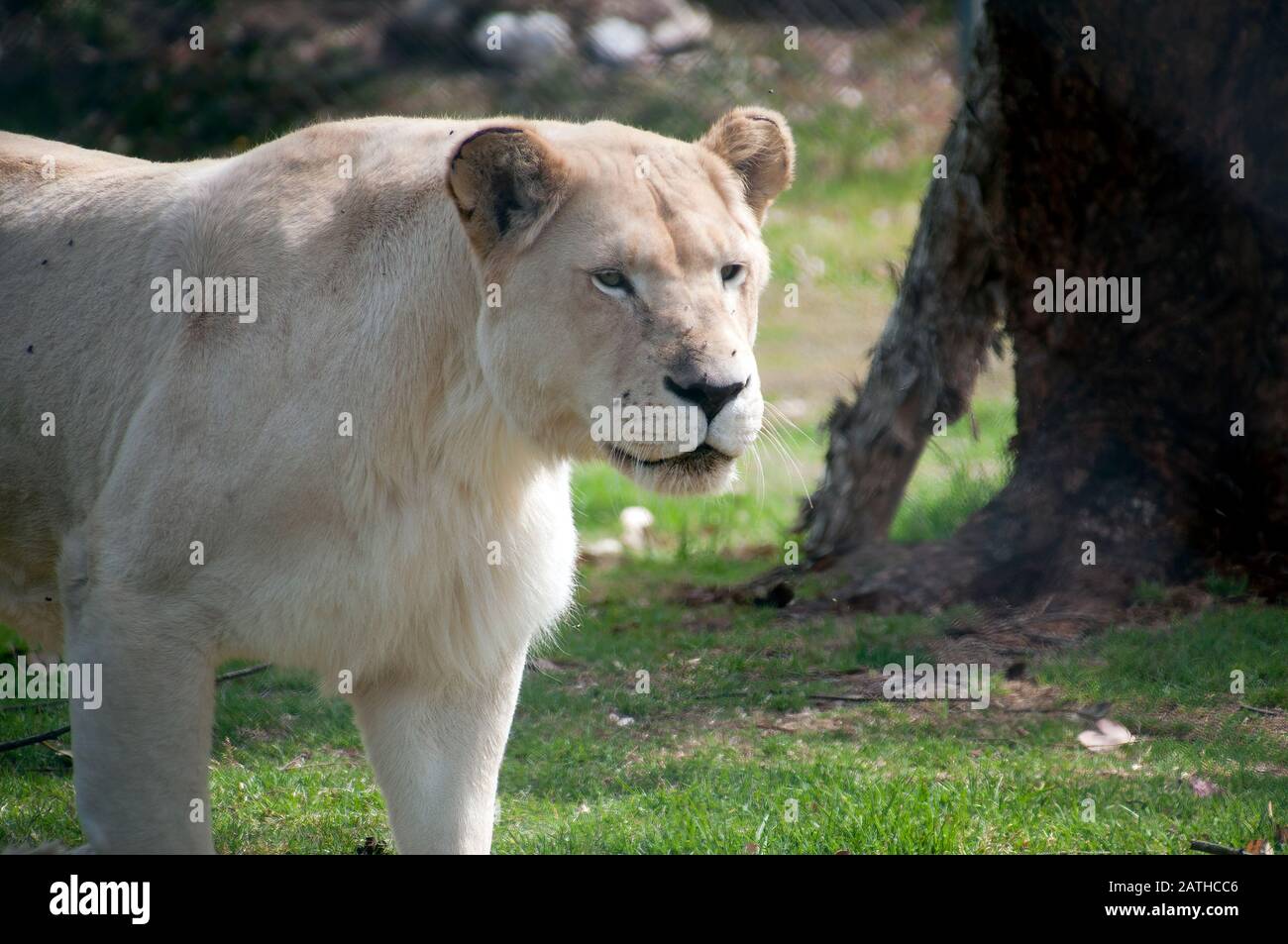 Mogo Australia,  white lioness is not an albino but leucistic of the tawny south african lion subspecies Stock Photo