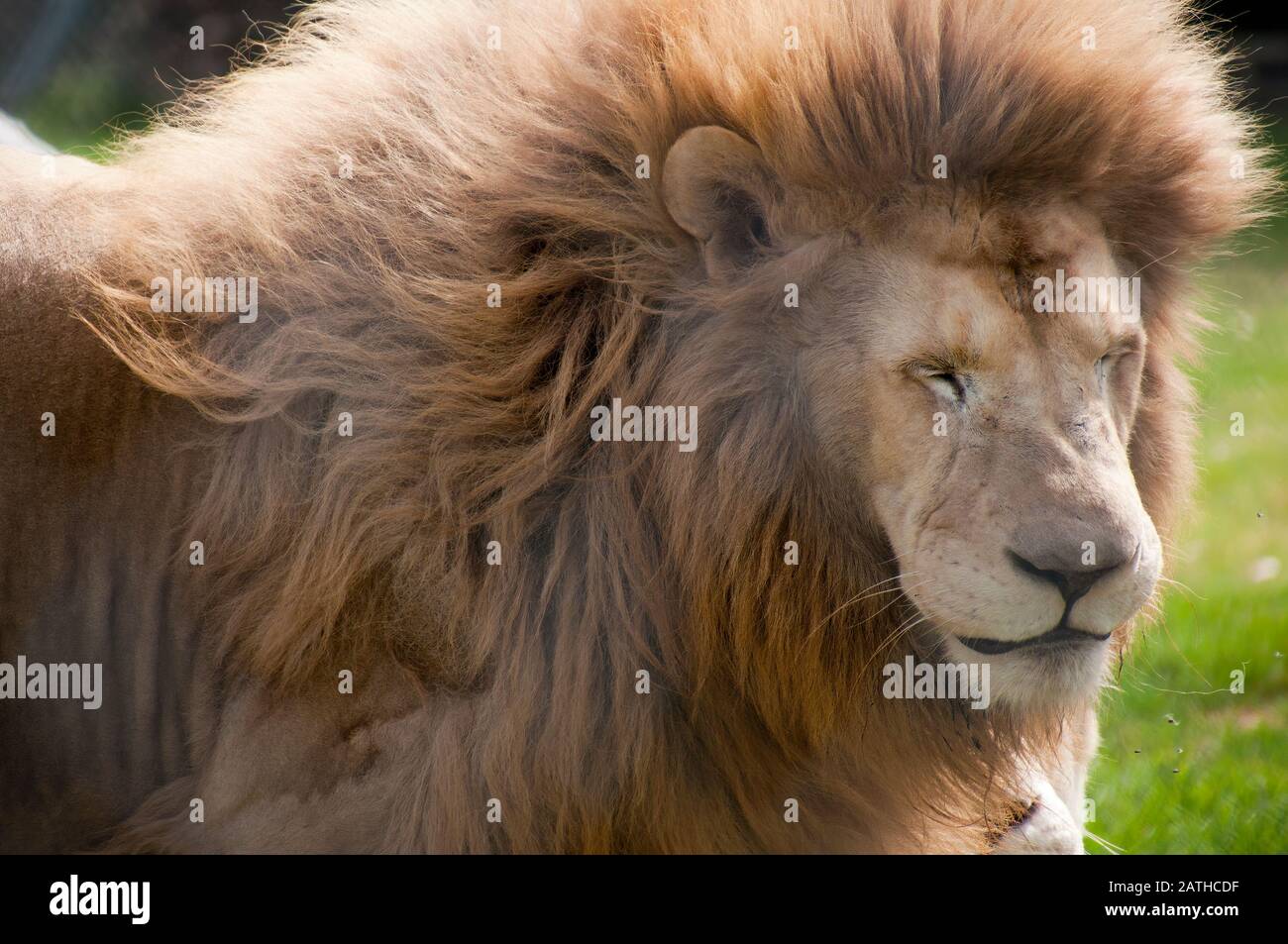 Tawny South African Lion High Resolution Stock Photography and Images ...