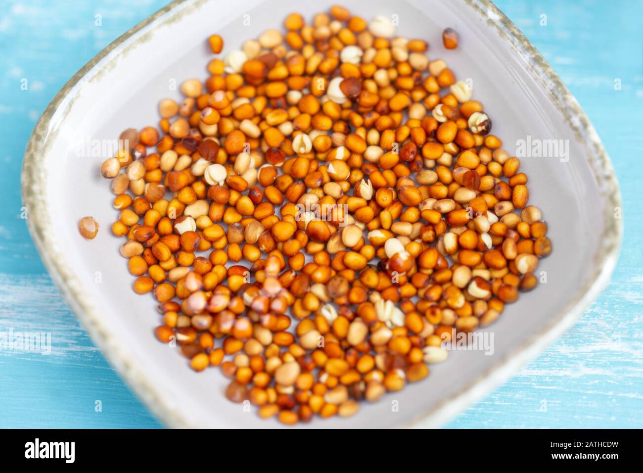 closeup of radish seed, steeping in some water, concept microgreens