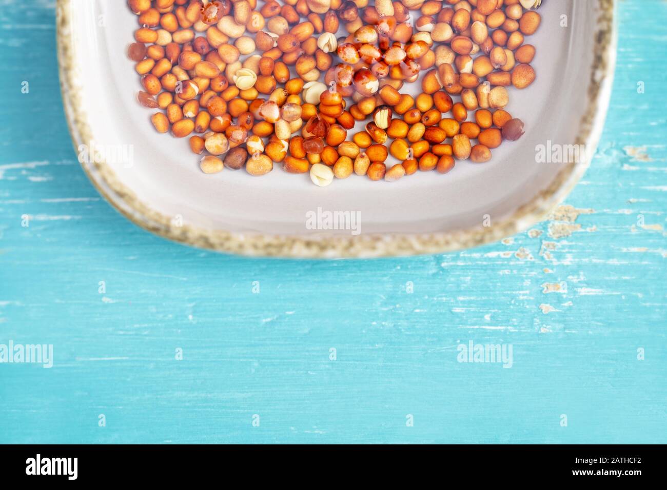 closeup of radish seed, steeping in some water, concept microgreens