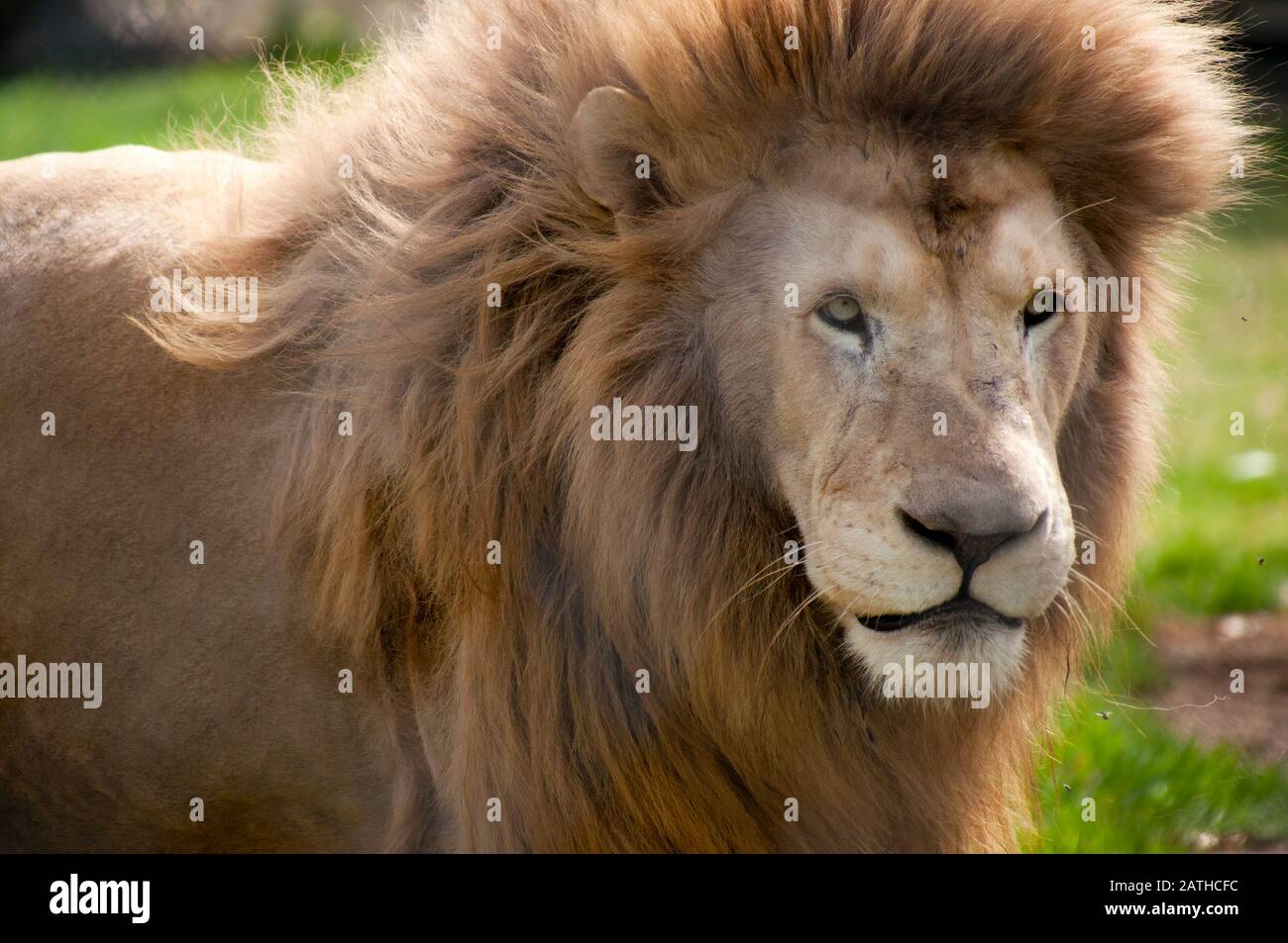 Mogo Australia, face and mane of a male tawny south african lion Stock Photo
