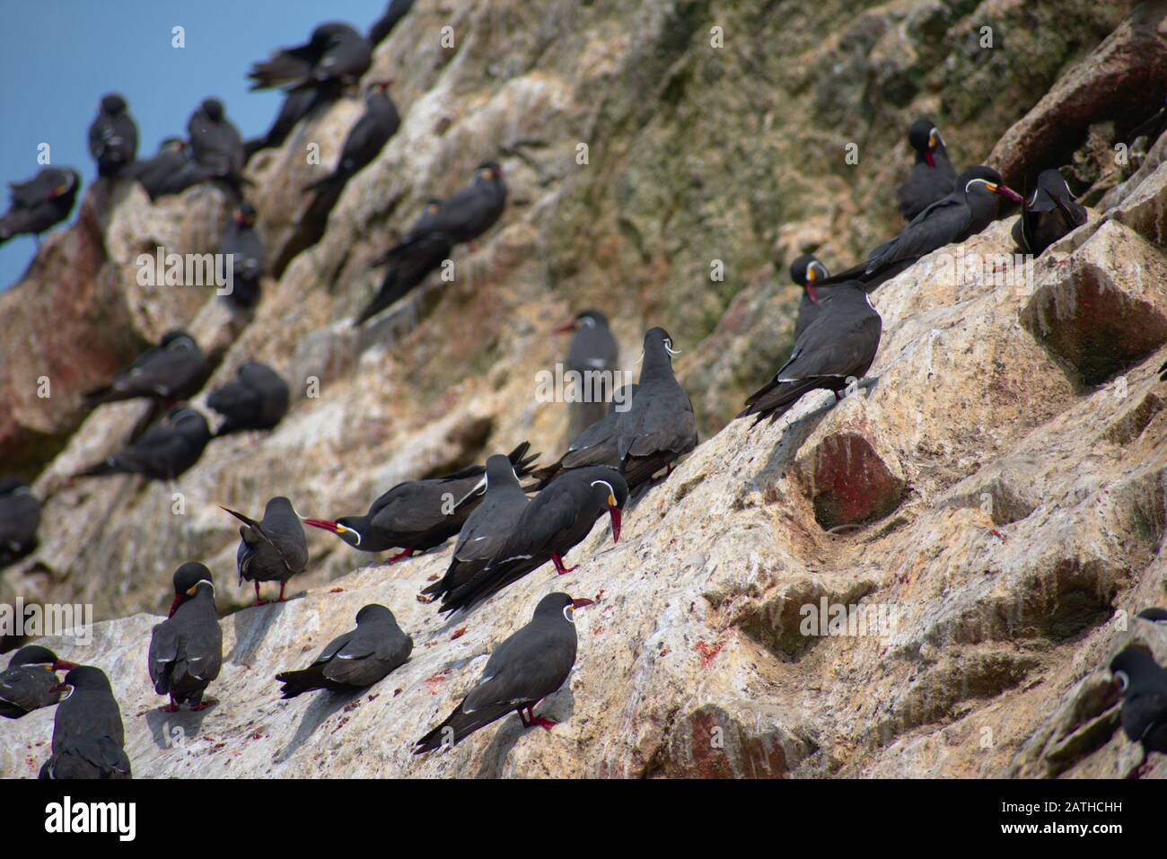 many Inca terns parched on a rock Las Islas Ballestas Paracas Stock Photo