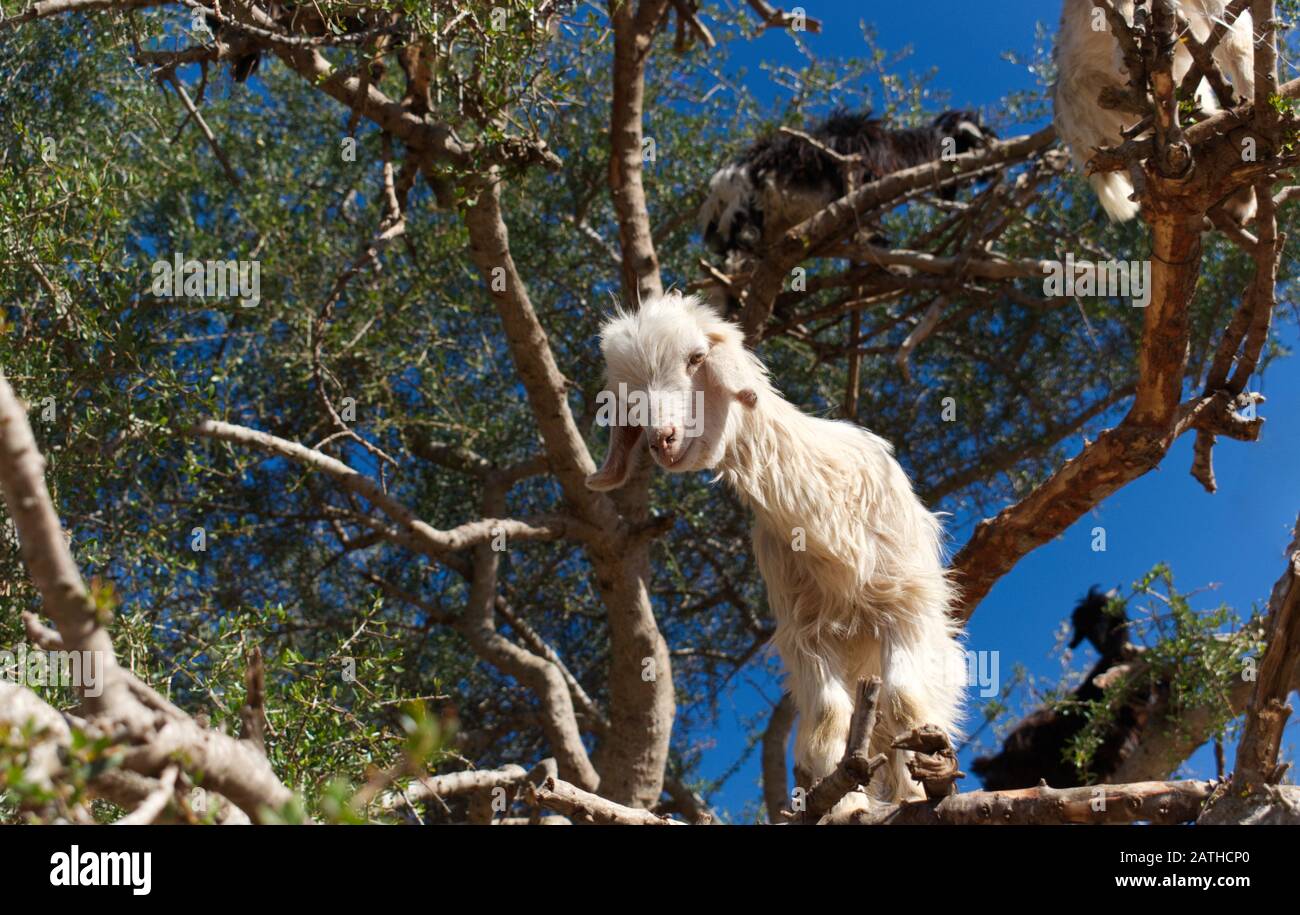 One of Morocco's famous tree climbing goats standing on the branch of an Argan tree Stock Photo