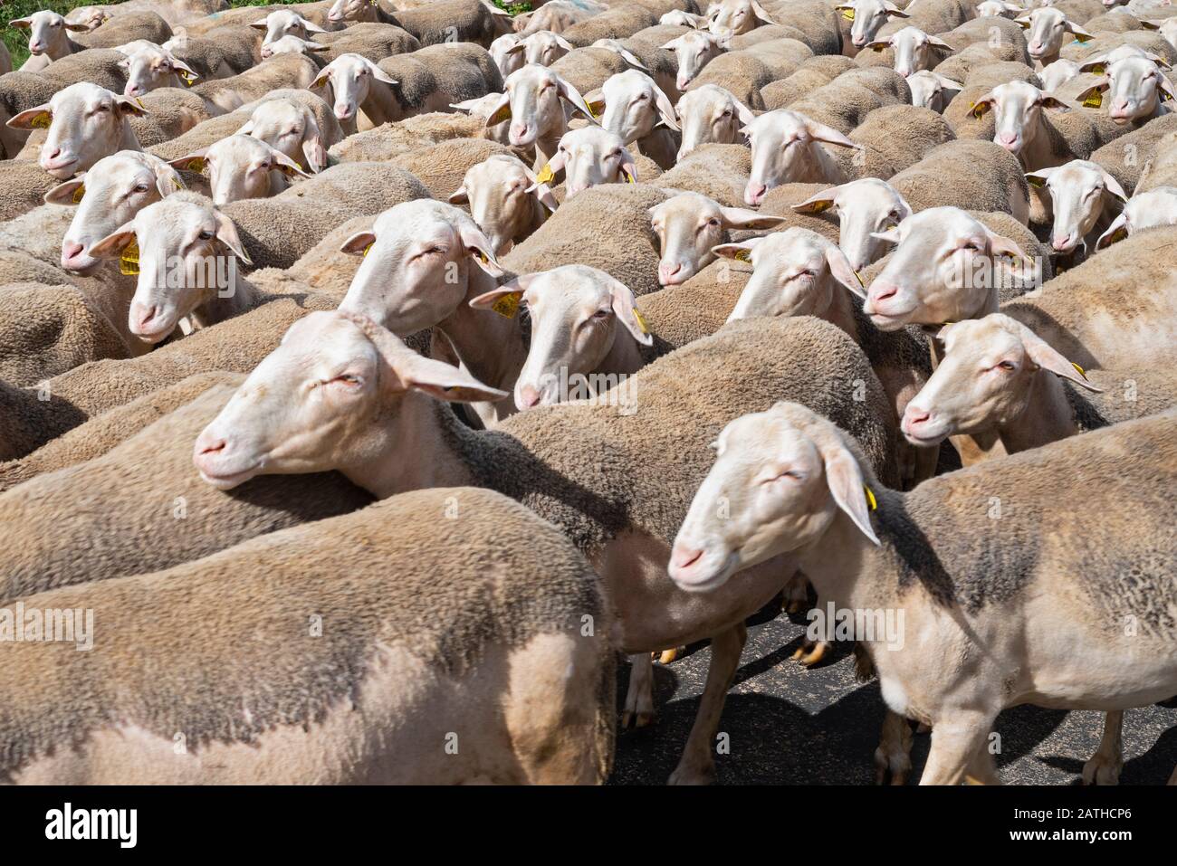 Brebis High Resolution Stock Photography And Images Alamy