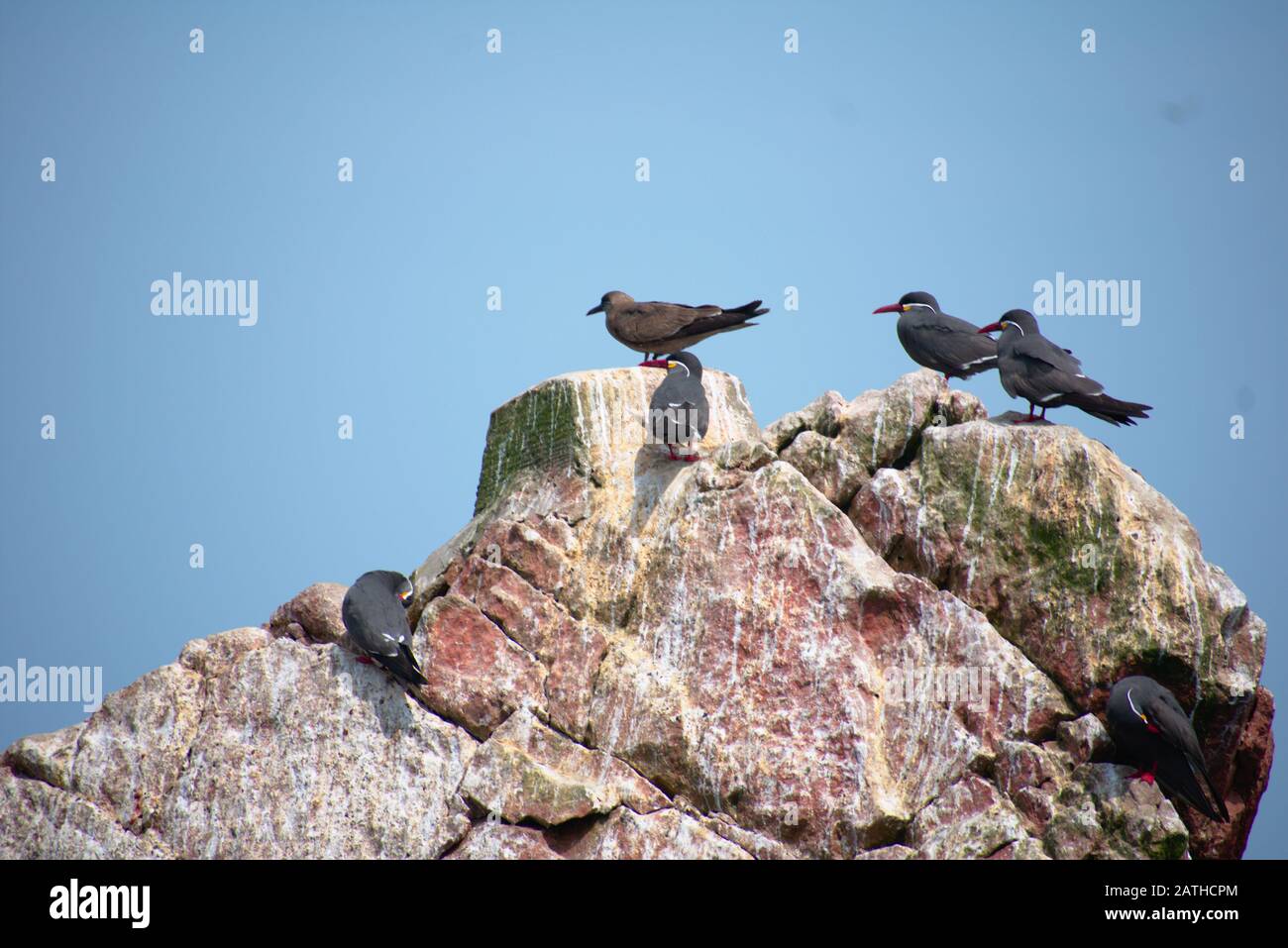 many Inca terns parched on a rock Las Islas Ballestas Paracas Stock Photo