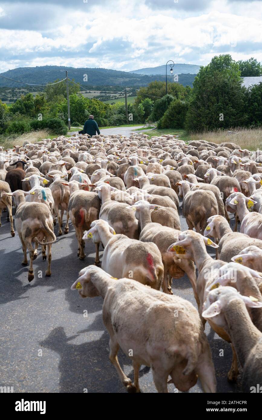Brebis High Resolution Stock Photography And Images Alamy