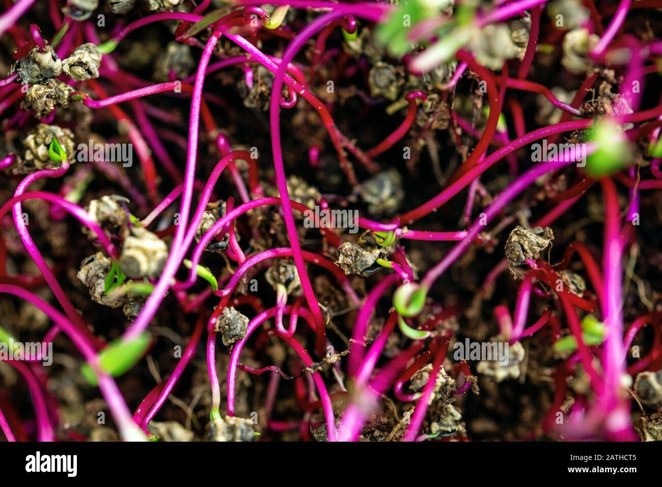 Chard seedling hires stock photography and images Alamy