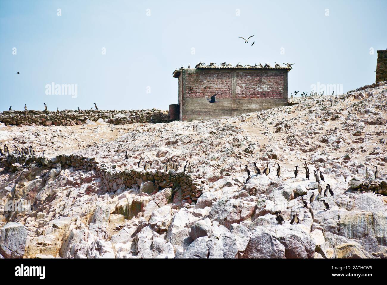 Many Humboldt Penguins and birds flying near a building on Las Islas
