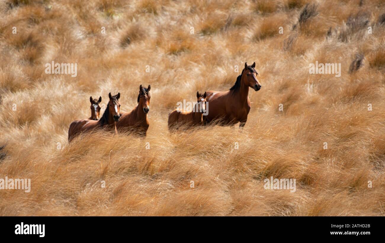 Wild Kaimanawa horses on the golden tussock grassland Stock Photo