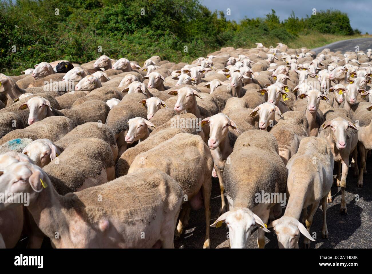 Brebis High Resolution Stock Photography And Images Alamy