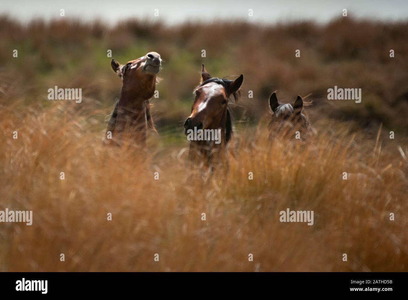 Kaimanawa wild horses amongst tall red tussock grassland Stock Photo