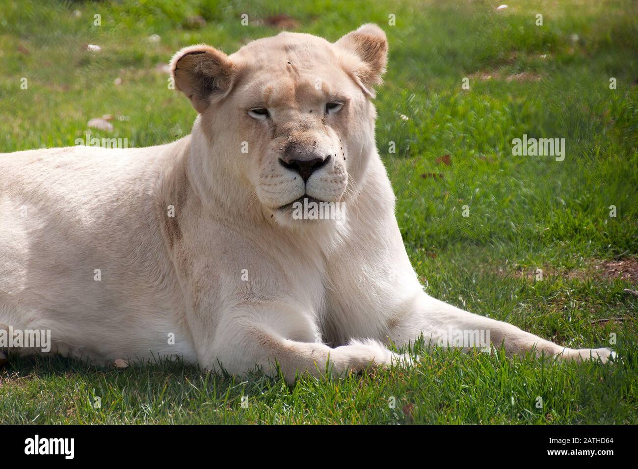 Mogo Australia,  white lioness resting on grass Stock Photo