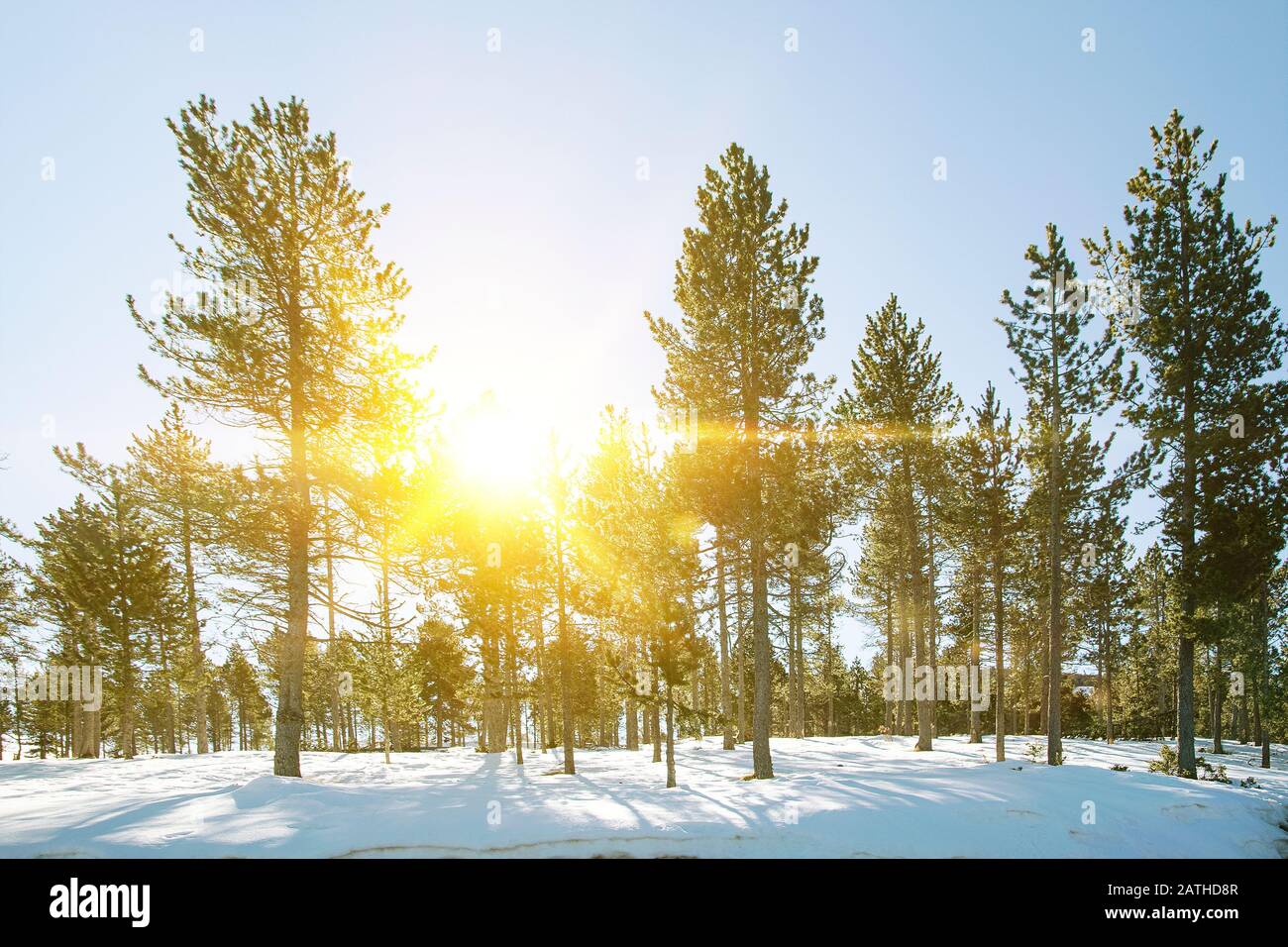 Winter background. Snow and frost in the forest. Empty copy space for Editor's text. Stock Photo
