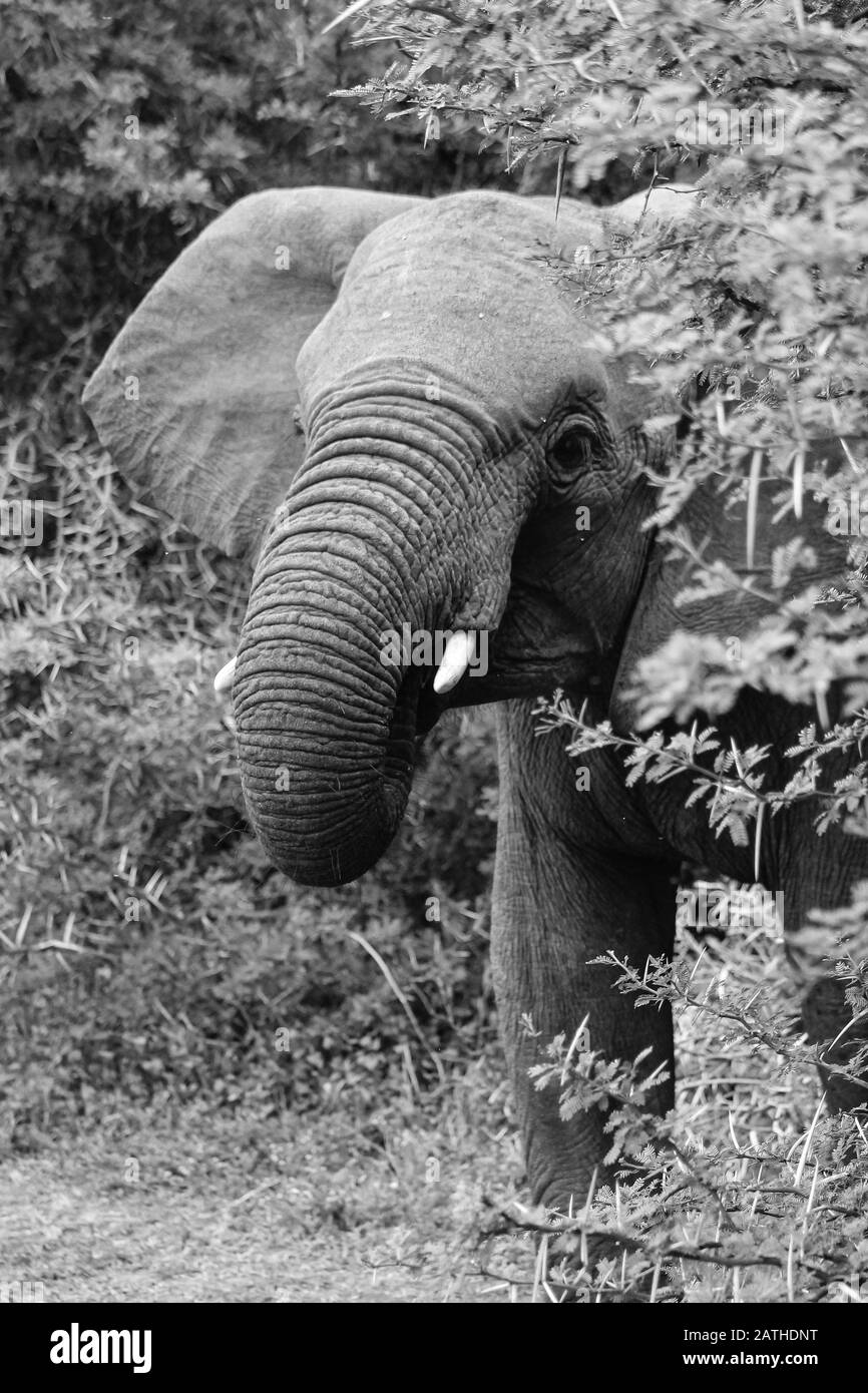 An african elephant is looking from behind a thorn bush, trunk to the mouth for feeding, tuskers and ears, black and white, wrinkles on the trunk, tho Stock Photo