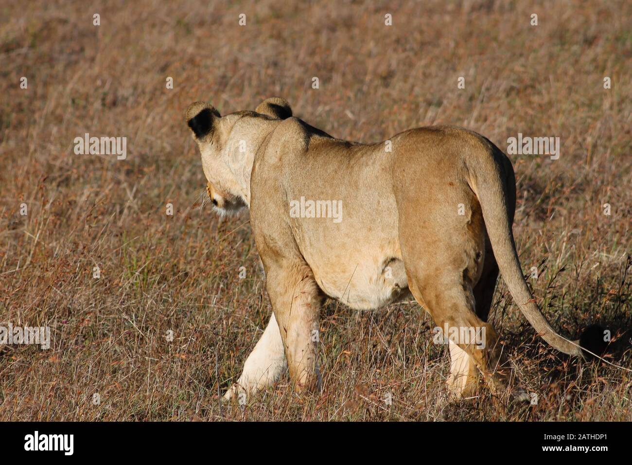 A majestic lioness walking elegantly, angle from behind left, she is fixing anything outside the frame, shallow depth of field Stock Photo