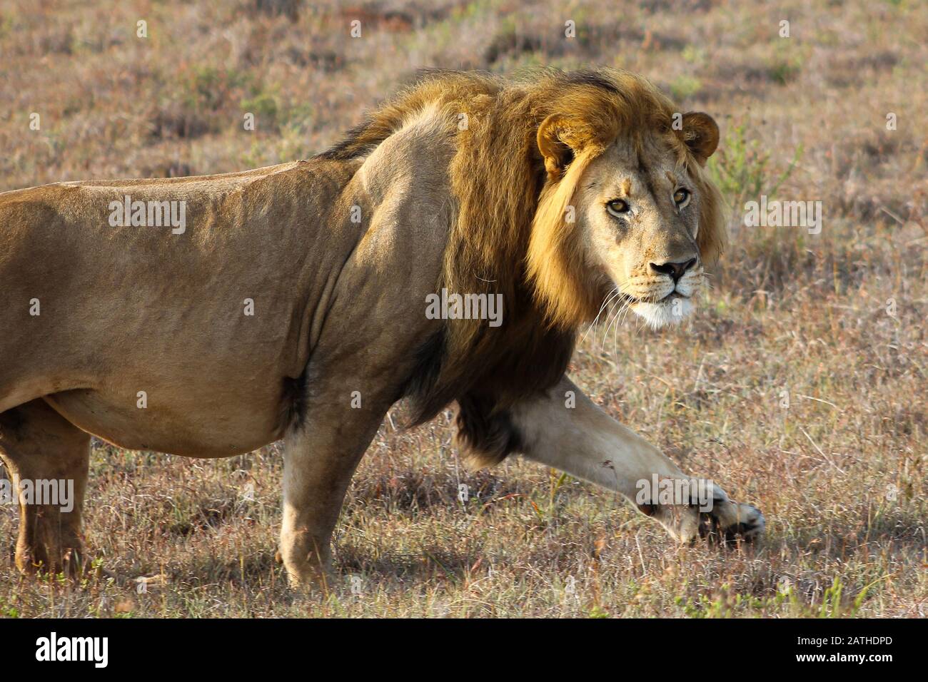 Male lion walking hi-res stock photography and images - Alamy