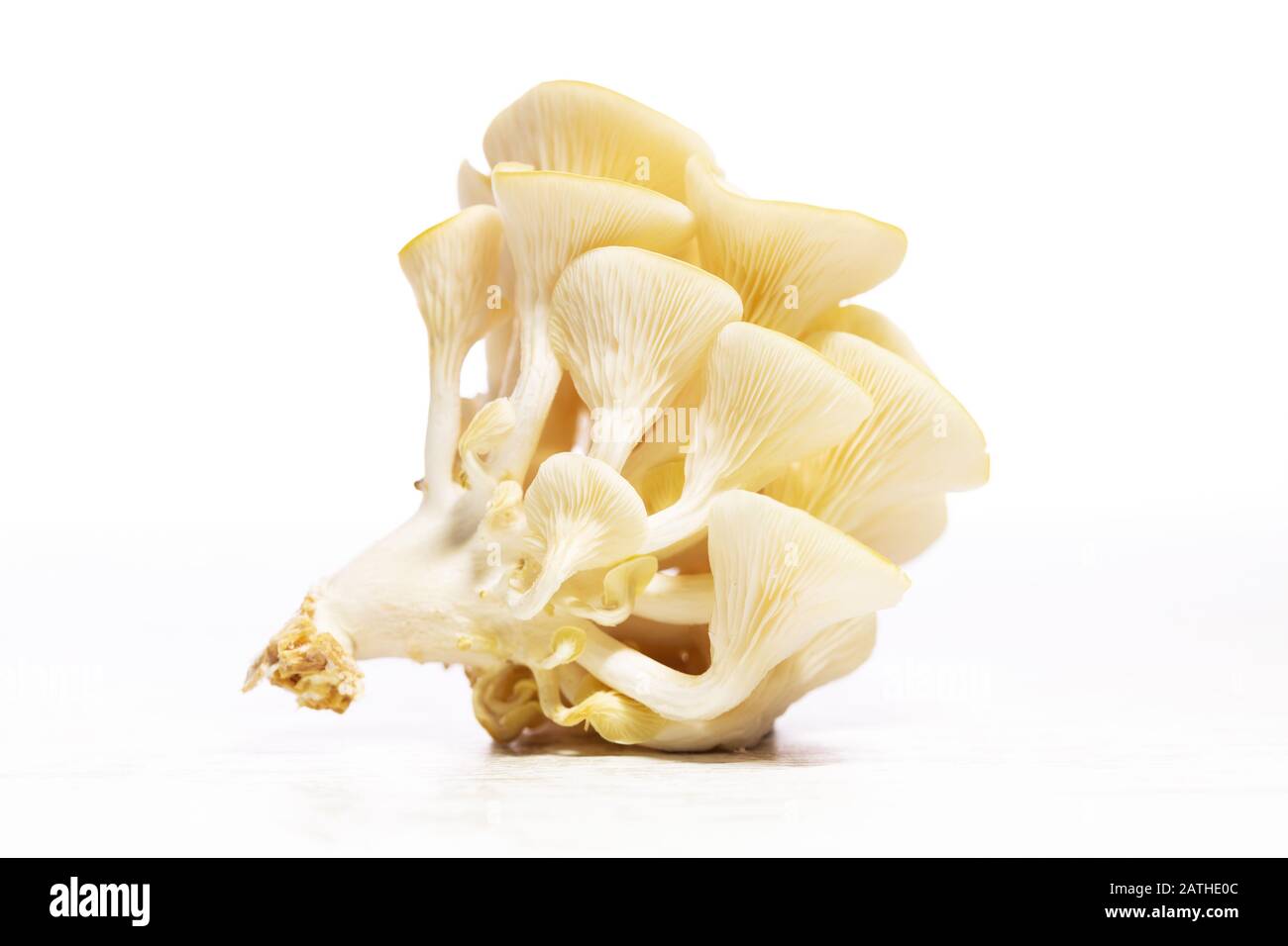 Golden oyster mushrooms isolated on white background, Pleurotus citrinopileatus Stock Photo Alamy