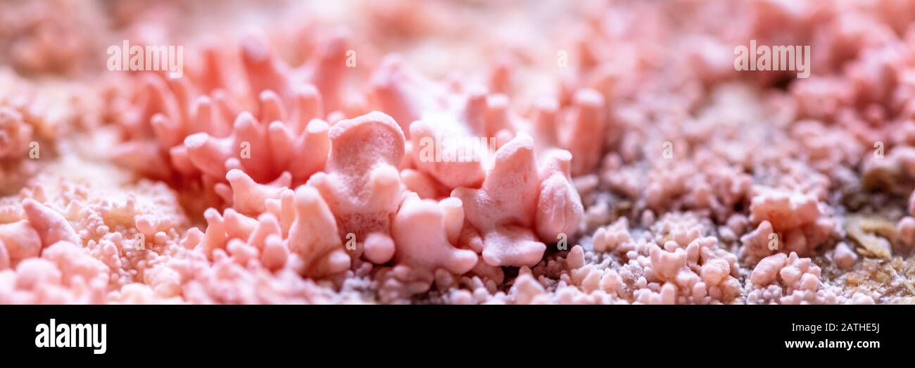Macro, fruiting body of a growing pink oyster mushroom, cultivation and fungiculture, panorama Stock Photo