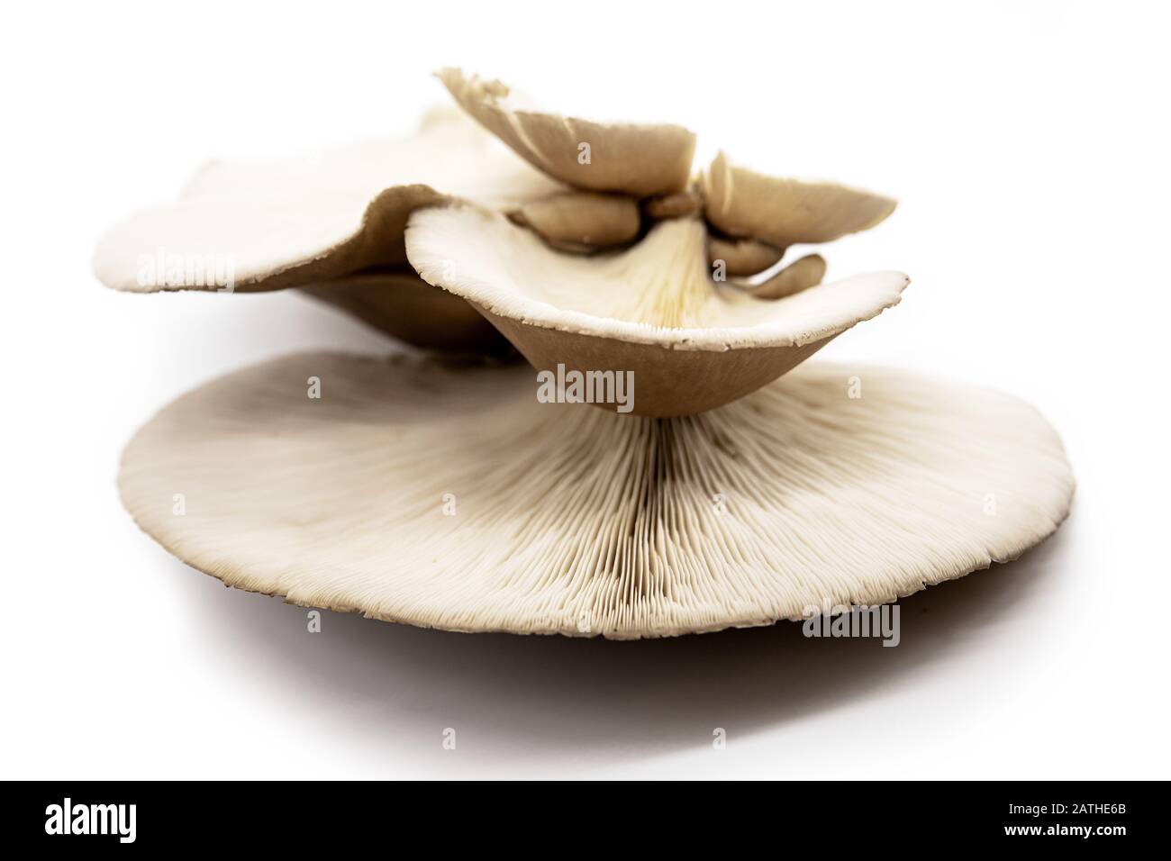 Big oyster mushroom isolated on white background, Pleurotus ostreatus Stock Photo